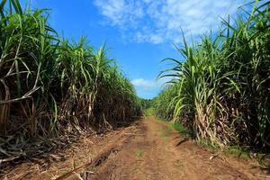 sockerrör fält med blå himmel foto