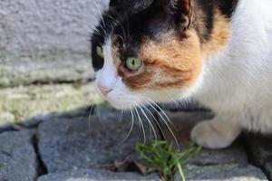 ensam och vacker herrelös katt foto