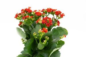 röd blomma isolerad på vit bakgrund. kalanchoe blomma i keramisk kruka. foto