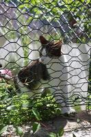 ensam och vacker herrelös katt foto