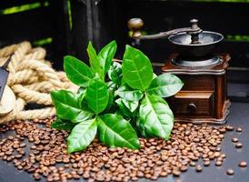några blad av en kaffeplanta rostade kaffebönor foto