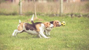 två beaglehundar som spelar fotboll