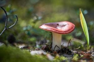 russula svamp i skogen. vacker liten matsvamp. säsongsbetonad samling av matsvampar foto