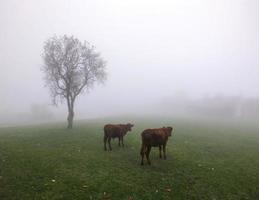 två kor i dimma på ängen foto