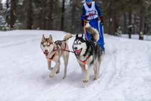 slädhundkapplöpning. husky slädhundar team i sele köra och dra hundförare. Vintersportmästerskapstävling. foto