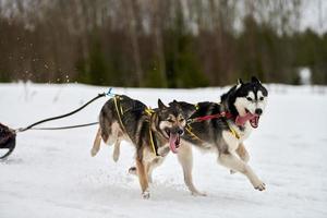 kör husky hund på slädhund racing foto