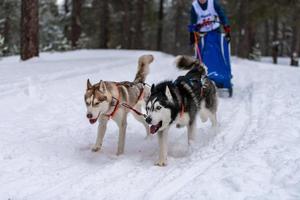 husky slädhundar team i sele köra och dra hundförare. slädhundkapplöpning. Vintersportmästerskapstävling. foto