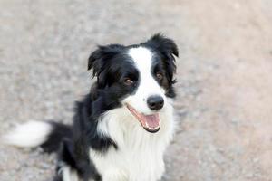 utomhus porträtt av söta leende valp border collie sitter på park bakgrund. liten hund med roligt ansikte i solig sommardag utomhus. husdjursvård och roliga djurlivskoncept. foto