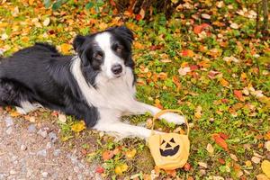 trick or treat koncept. rolig hundvalp border collie håller pumpakorg liggande på höstens färgglada lövverk bakgrund i parken utomhus. förberedelse för halloweenfest. foto