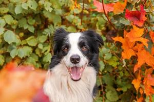 roliga leende hundvalp border collie sitter på höstens färgglada lövverk bakgrund i parken utomhus. hund på promenader på höstdagen. hej höst kallt väder koncept foto