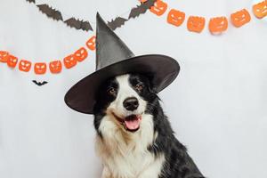 trick or treat koncept. rolig hundvalp border collie klädd i halloween hatt häxdräkt skrämmande och spöklik på vit bakgrund med halloween girlander dekorationer. förberedelse för halloweenfest. foto