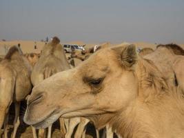 Abu Dhabi i Förenade Arabemiraten foto