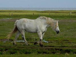 den tyska ön juist foto