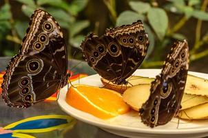 tre fjärilar njuter av frukt
