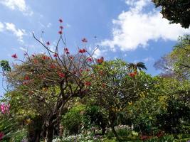 Funchal och ön madeira foto