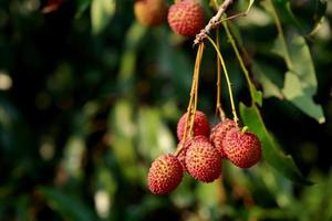 färsk litchi på träd i litchi fruktträdgård. foto