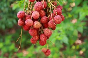 färsk litchi på träd i litchi fruktträdgård. foto