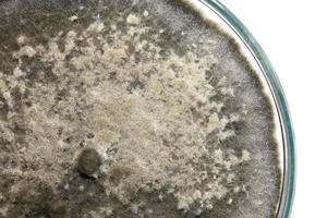 biokemi forskning testa svamp växande petriskål. foto