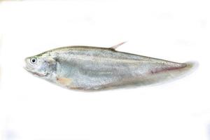 kunglig knivfisk isolerad på en vit bakgrund foto