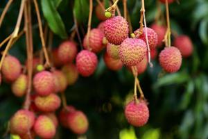 färsk litchi på träd i litchi fruktträdgård. foto