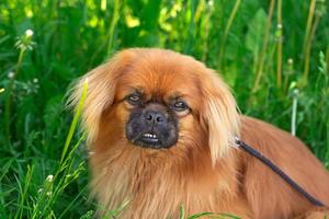 pekingese över gräs bakgrund foto