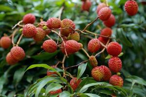 färsk litchi på träd i litchi fruktträdgård. foto