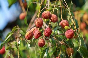 färsk litchi på träd i litchi fruktträdgård. foto