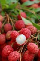 litchi, färsk litchi och skalad visar det röda skalet och vitt kött med gröna blad. foto