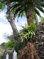 Funchal och ön madeira foto