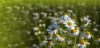 blommande prästkragar i solen på en suddig bakgrund av gräs foto