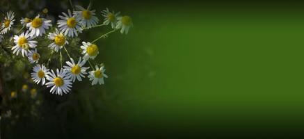 blommande prästkragar i solen på en suddig bakgrund av gräs foto