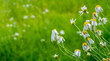 blommande prästkragar i solen på en suddig bakgrund av gräs foto