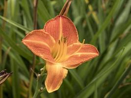 hemerocallis daglilja blomma sort staghorn sumac i en trädgård foto