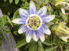 närbild av en passionsblomma, passiflora caerulea foto