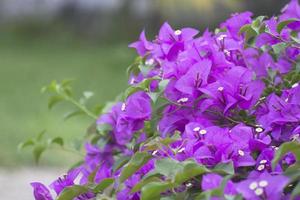 bougainvillea. hybrida. pappersblomma foto