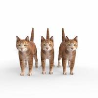 skotsk vik katt 3d-modellering foto