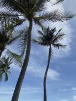 kokospalm tress på sommarhimlen foto