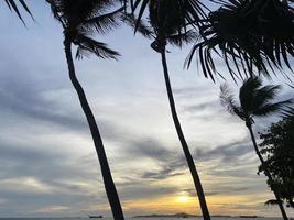 kokospalm tress på solnedgångshimlen foto