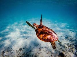 under vatten bilder av gröna havssköldpaddor foto