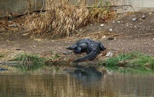 stora krokodiler i naturreservatet hamat - gader i norra israel foto