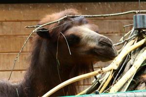 Bakterisk kamel bor i ett zoo foto