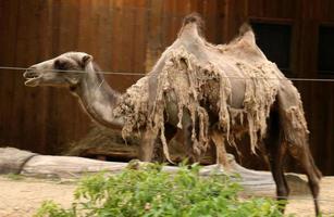 Bakterisk kamel bor i ett zoo foto