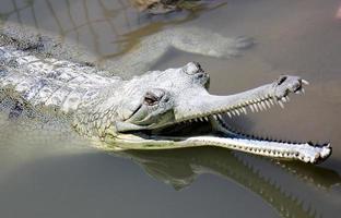 stora krokodiler i naturreservatet hamat - gader i norra israel foto
