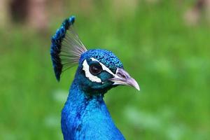 Peacock bor i en stadspark i Israel foto