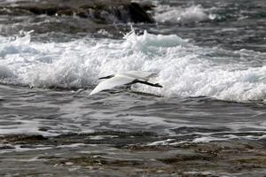 fåglar flyger över Medelhavet foto