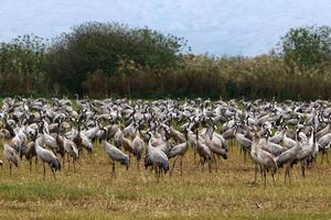 en stor flock tranor i hula naturreservat i norra Israel foto