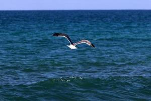 fåglar flyger över Medelhavet foto