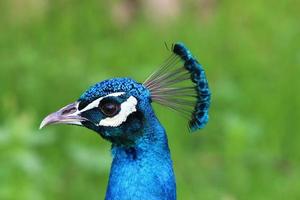 Peacock bor i en stadspark i Israel foto