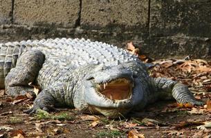 stora krokodiler i naturreservatet hamat - gader i norra israel foto