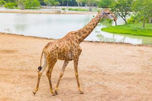 giraff är ett afrikanskt däggdjur foto